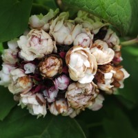 Clerodendrum chinense (Osbeck) Mabb.